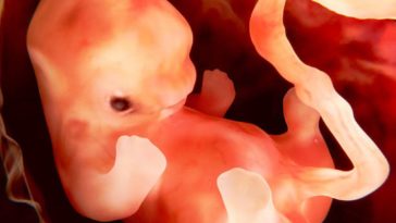embryon foetus 1er mois grossesse deuxième mois de grossesse placenta bipartita