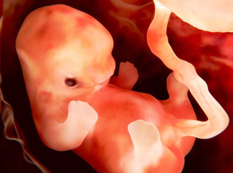 embryon foetus 1er mois grossesse deuxième mois de grossesse placenta bipartita