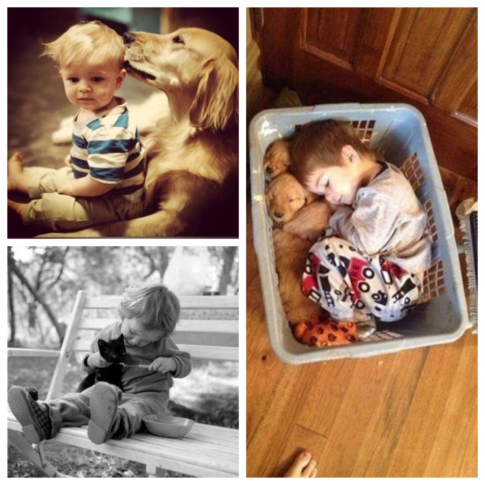 Collage enfants animaux de compagnie