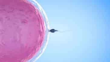 ovule spermatozoide fécondation