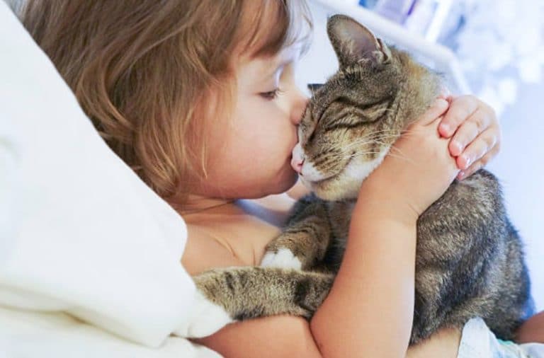 enfant animal de compagnie chat chaton bebe amour