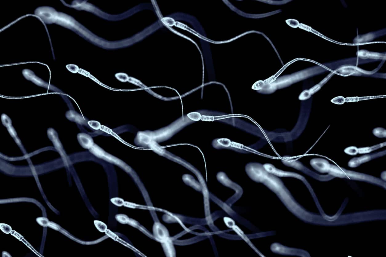 spermatozoïdes sperme ovulation reproduction fécondation nidation