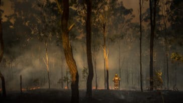 incendie feu forêt flammes pompiers gender reveal party